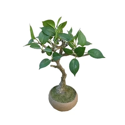 Bonsai Sínis saorga