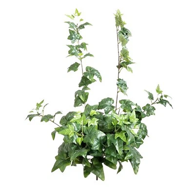 Glasraí Saorga Breathnú Réadach